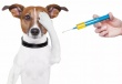 Вакцинация домашних животных от бешенства  