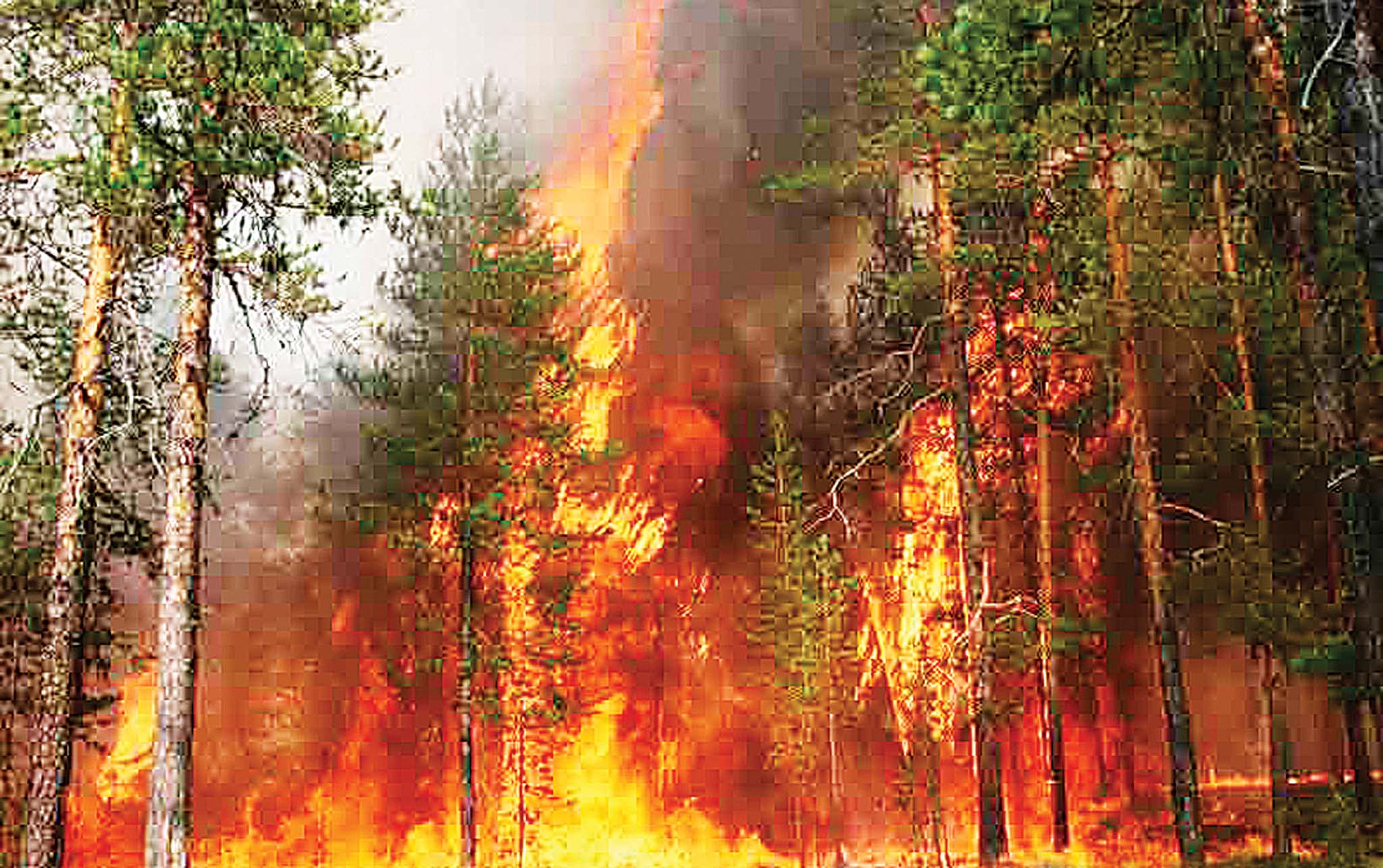Кипит в лесу. Верховой беглый Лесной пожар. Низовой Лесной пожар. Пожар в тайге. Лес в огне.