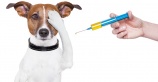 График проведения вакцинации против бешенства собак и кошек
