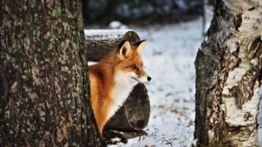 Онлайн-встречу о жизни лисиц смогут посетить ученики из Новофедоровского