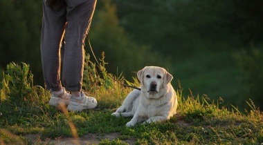 Ученики из Новофедоровского смогут узнать о роли собак в жизни человека 