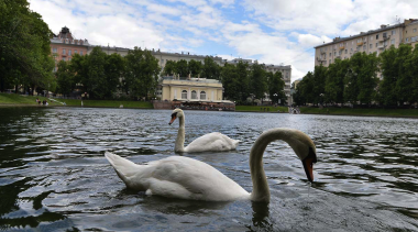 Ученики из Новофедоровского смогут больше узнать о лебедях 
